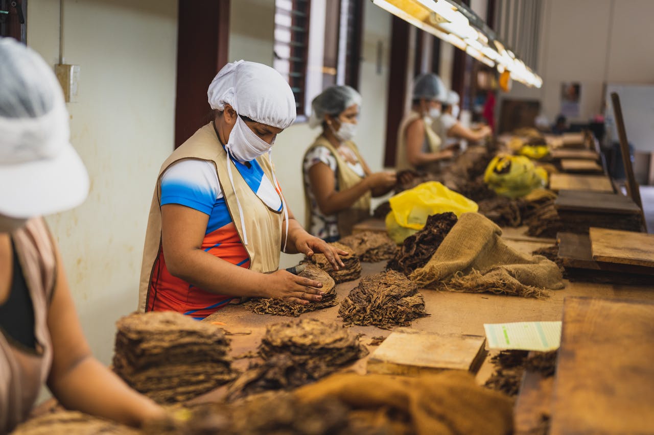our-services-2 Side view of anonymous women in sterile caps and masks sorting out tobacco while standing at wooden table in cigar factory during work